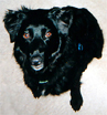 Lucy, a black Australian Shepherd